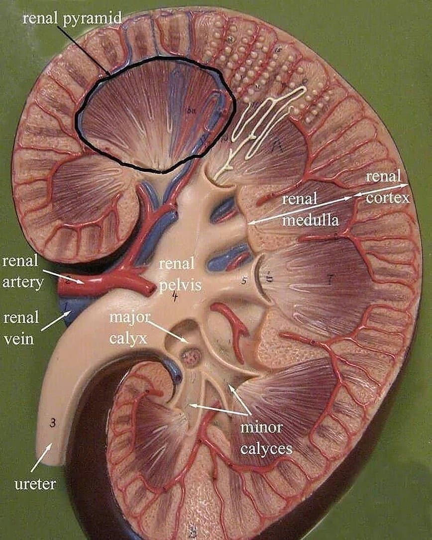 RIPTGroup's tweet photo. Anatomy of Kidney...
#riptgroupofinstitutions #pbson #rcphs #rcps https://t.co/TJCMRlgIXu