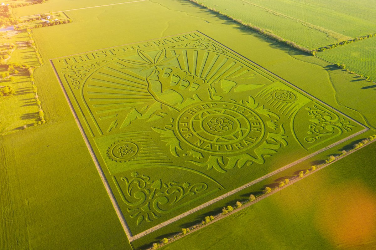 Weelinkd's tweet photo. OBEY, el aclamado artista gráfico, realiza una obra homenaje al cáñamo en colaboración con Charlotte´s Web. Es la tercera de una seria de instalaciones que forman parte de la campaña «Trust the Earth (confía en la Tierra)» - #WEElinkD https://t.co/IMrWnkCK26 https://t.co/6xKXa0EqqR