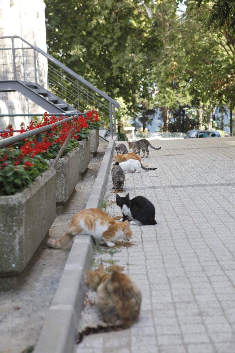 Yunus Emre Enstitusu Tokyo ユヌス エムレ トルコ文化センター トルコ猫便り 猫 好きにはたまらない トルコの猫たちを沢山発信します あなたが撮った猫ちゃんの可愛いショット写真やエピソードをシェアしませんか トルコの有名な大学ボアジチ大学に Yunus Emre Enstitusu Tokyo ユヌス エムレ トルコ文化センター トルコ猫便り 猫 好きにはたまらない トルコの猫たちを沢山発信します あなたが撮った猫ちゃんの可愛いショット写真やエピソードをシェアしませんか トルコの有名な大学ボアジチ大学に