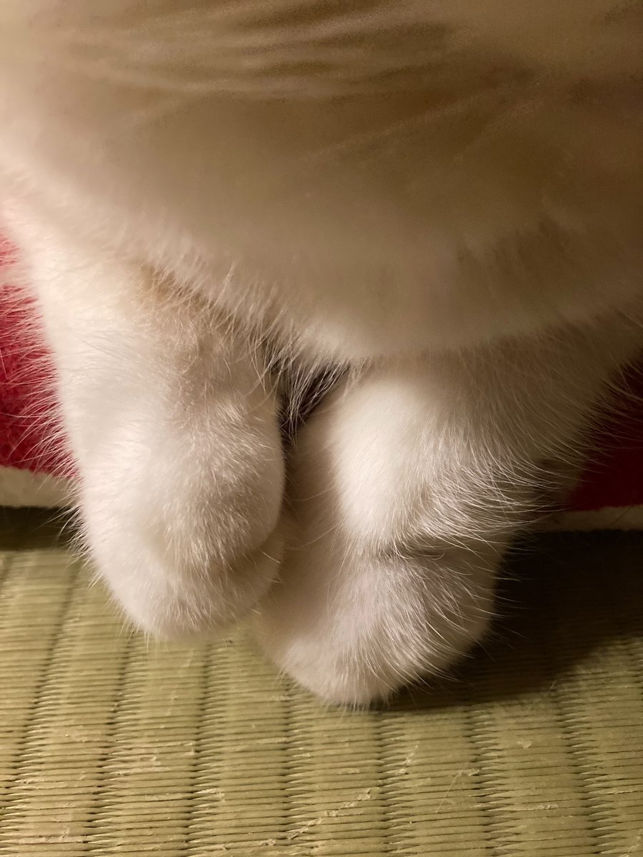 12toJam's tweet photo. ねこの手 https://t.co/yxwjszvVlY