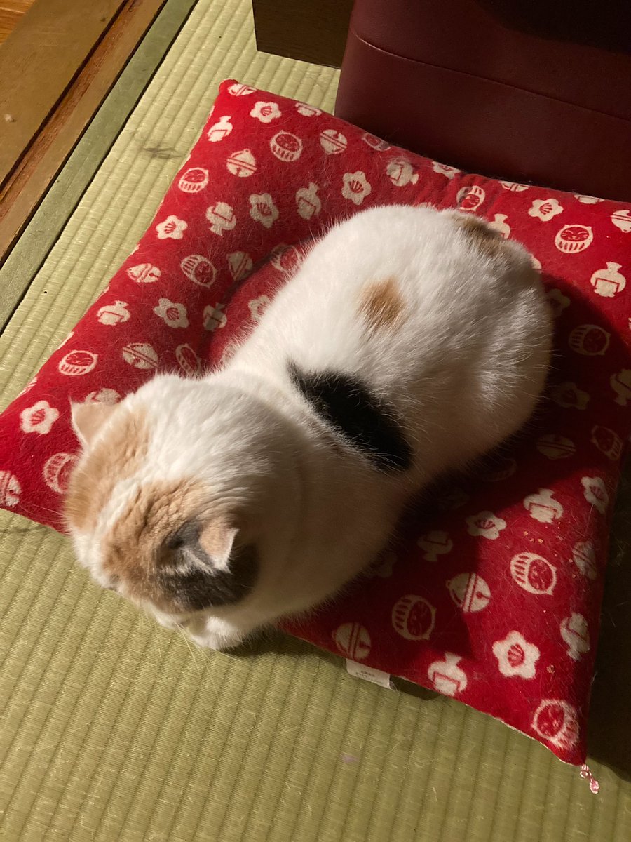 12toJam's tweet photo. ねこの手 https://t.co/yxwjszvVlY