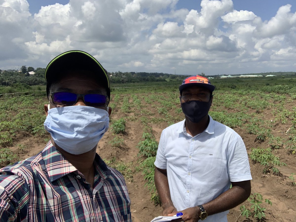 Today in the field with ⁦<a href="/nrcri_umudike/">NRCRI UMUDIKE</a>⁩ scientist PhD candidate ⁦<a href="/wacci_gh/">WACCI</a>⁩ ⁦<a href="/Mbejoseph/">Joseph Okpani Mbe</a>⁩. Genetics of nutrient use efficiency in cassava ⁦<a href="/NextGenCassava/">NextGen Cassava</a>⁩ ⁦<a href="/IITA_CGIAR/">IITA</a>⁩ ⁦<a href="/FmardNg/">Fed Min of Agric & Food Security</a>⁩ ⁦<a href="/CassavaMatters/">(IITA)CassavaMatters</a>⁩