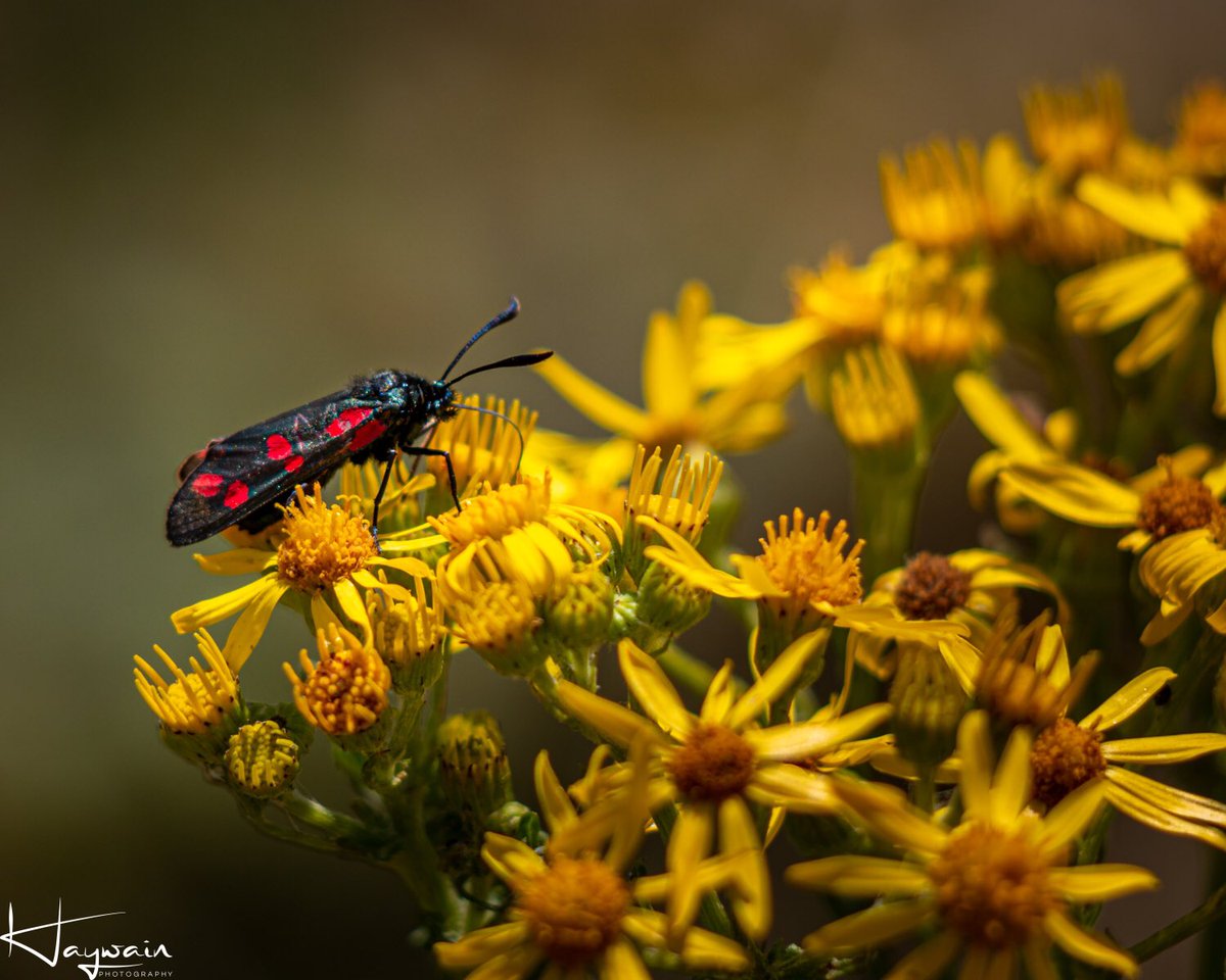 Six Spotted Burnet
#haywainphotography #farnborough #hampshire #photographers #farnboroughphotographer #creativephotography #photography #photooftheday #picoftheday #ceasarscamp #sixspottedburnet #daymoth #wildlifephotography #mothsofinstagram #canon70d #canon70300isiiusm