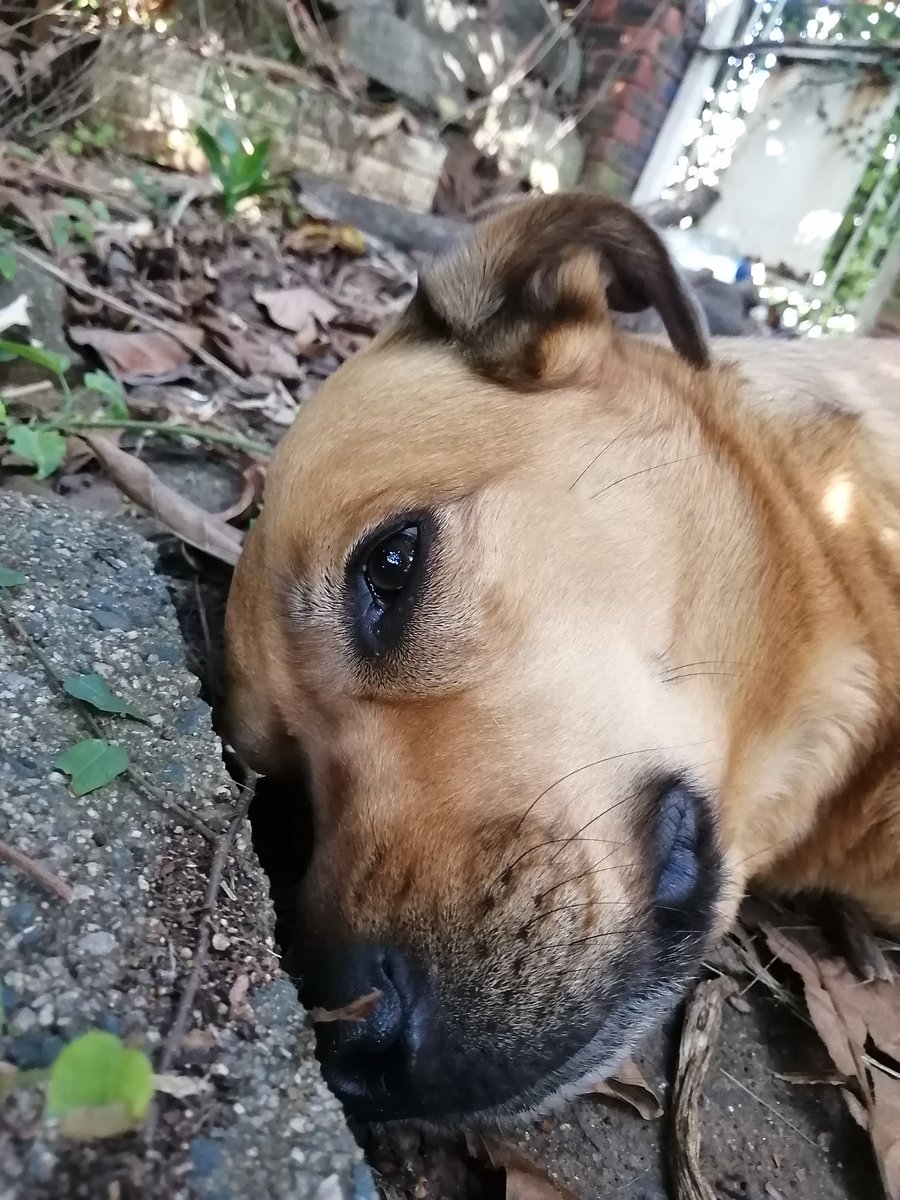 ladydebidebz1's tweet photo. One Golden Girl...
Can go from Snooze-mode to Fierce Watchdog faster than you can say 'Bliksem'...🥰🥰🥰
#BraveGirl
#MomsProtector
#GottaLoveMissMaddie https://t.co/DvutT6ZsNr