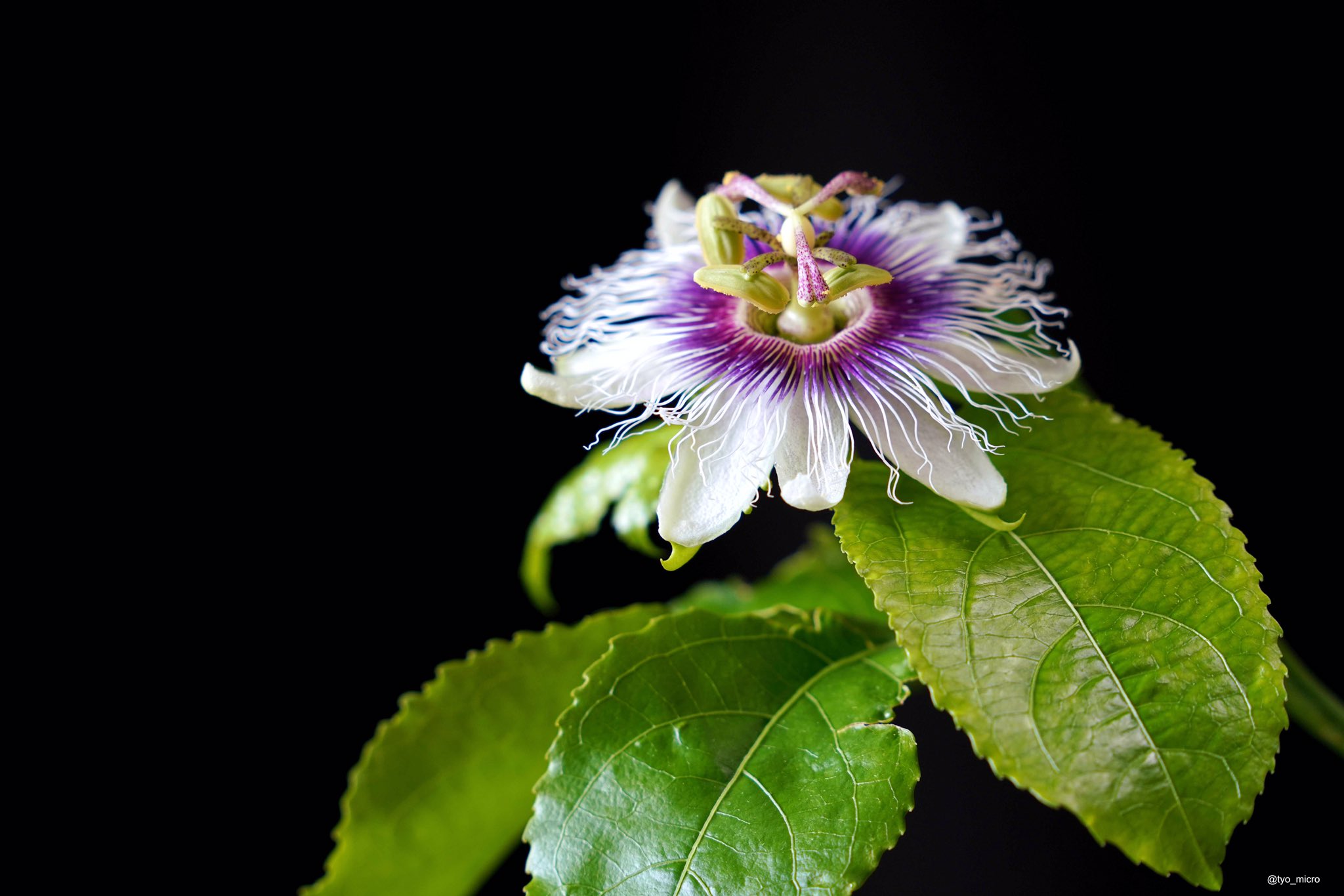 このすこーぷ パッションフルーツの花と花粉 自工受粉のついでに顕微鏡で花粉を見てみた T Co Merlw5twg2 Twitter