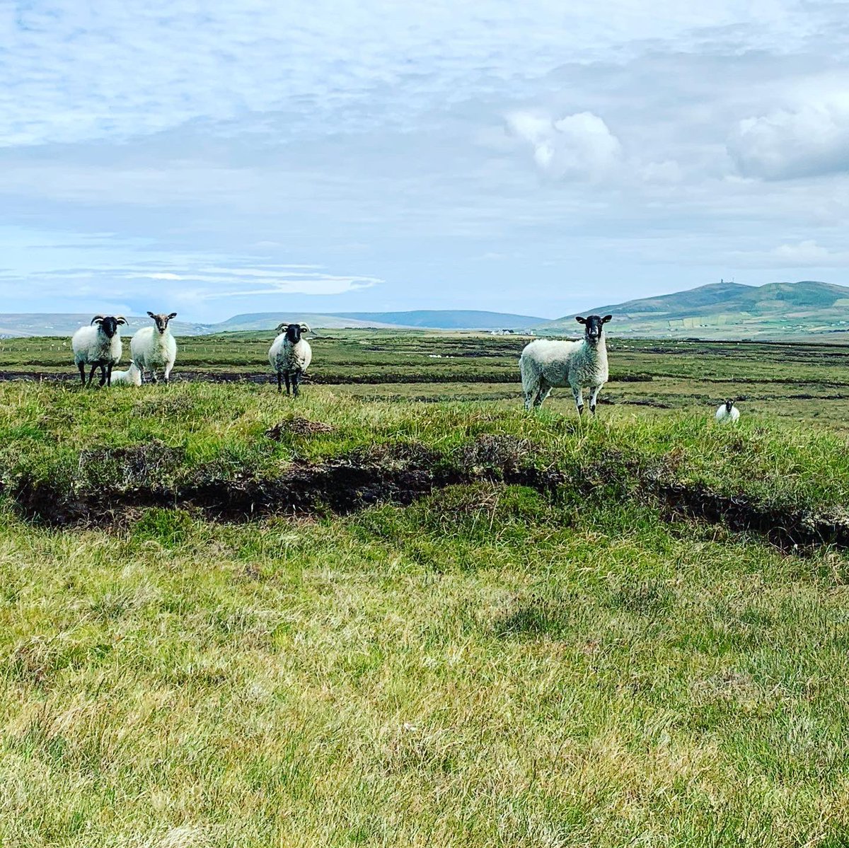 Why is Atlantic Erris lamb special? sweet grass & herb fed lamb, with lots of extra clover, chicory & plantain, it’s naturally seasoned by the sea salt in the Atlantic sea breeze (possibly more of a howling gale in Belmullet!)This is farming with nature in  #Ireland3/6