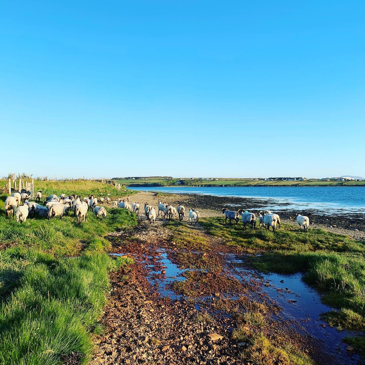 Finally, if you are still asking...”why don’t farmers just grow vegetables on their land”, you have never been to the Belmullet peninsula!Irish farmers deliver world-class, nutritious food, with increased efficiency every year, suited to the resources they have. 6/6