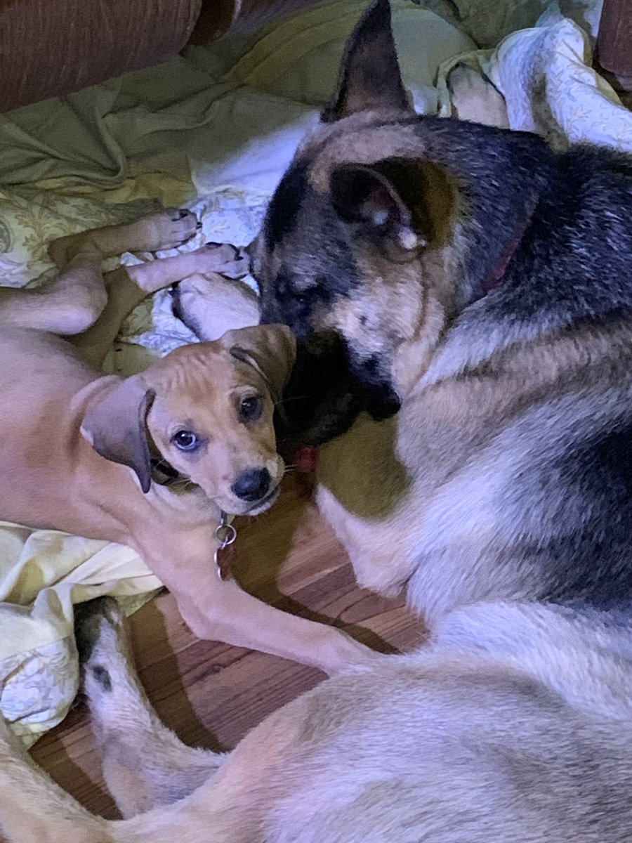 PGIdogs's tweet photo. It’s always important to have a good teacher and friend in life. Rosie is showing to be just that to new puppy Harley! #woofwed https://t.co/YSUS0QcSJY