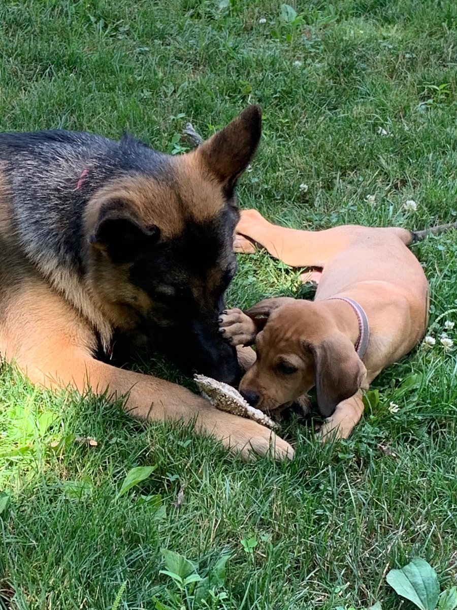 PGIdogs's tweet photo. It’s always important to have a good teacher and friend in life. Rosie is showing to be just that to new puppy Harley! #woofwed https://t.co/YSUS0QcSJY