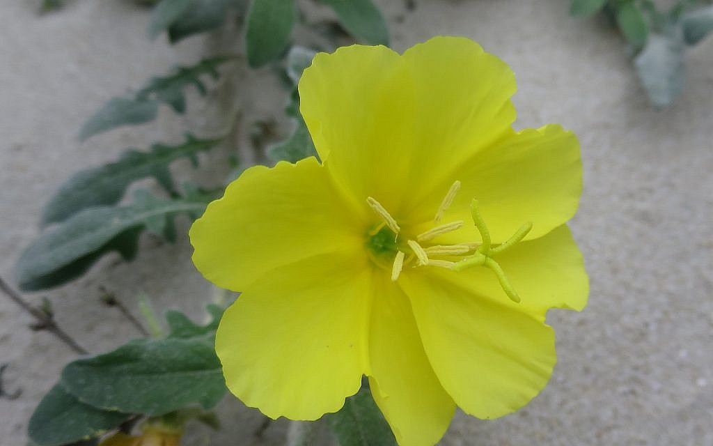 Exhibit E - Beach evening primrose.Listens out for pollinators - sweetens nectar in response to the exact frequency created by wingbeat of visiting bees....the flower petals vibrate (like an ear).Sweeter nectar = positive associative learning in bees = future returns!1/4