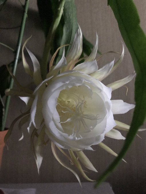 月下美人のtwitterイラスト検索結果 古い順