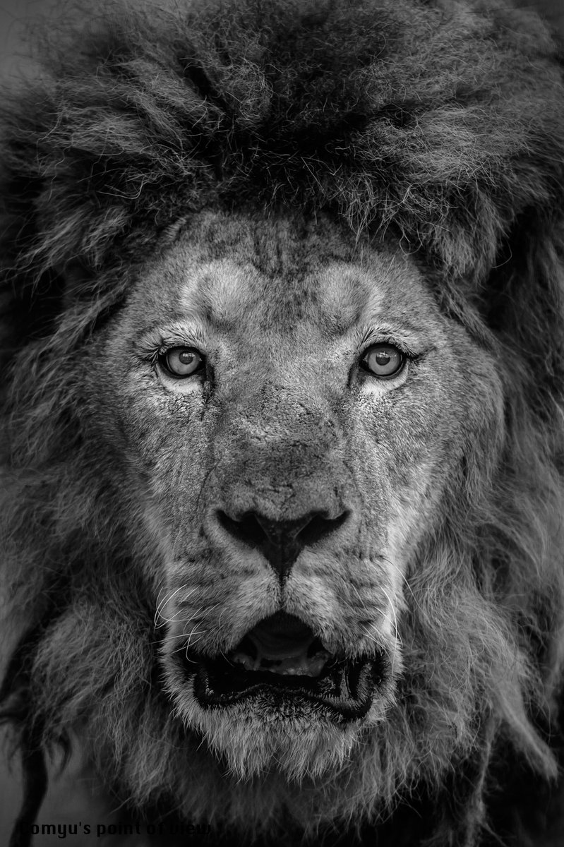 c_o_m_y_u's tweet photo. Comyu's point of view PHOTO BOOK

「ANYTHING」2019ver.

・96P：京都府 京都市動物園 ライオン
・97P：静岡県 掛川花鳥園 オニオオハシ

#Cpov #ANYTHING2019 https://t.co/HqRi4729S9