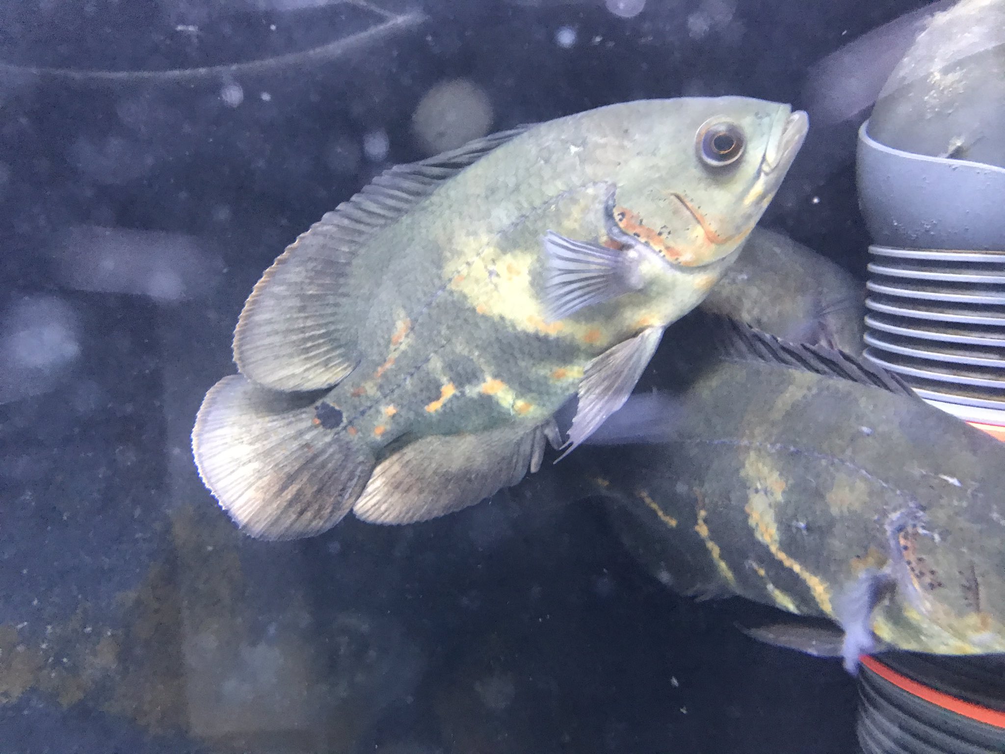 Hachuken アマナの成長記録 熱帯魚 ワイルドオスカー クラシピンニス クラピン Bumblebeeoscar Wildoscar Pantanal Trombetas Tocantins Astronotuscrassipinnis Araguaiacrassipinnis T Co 76rukijjbo Twitter