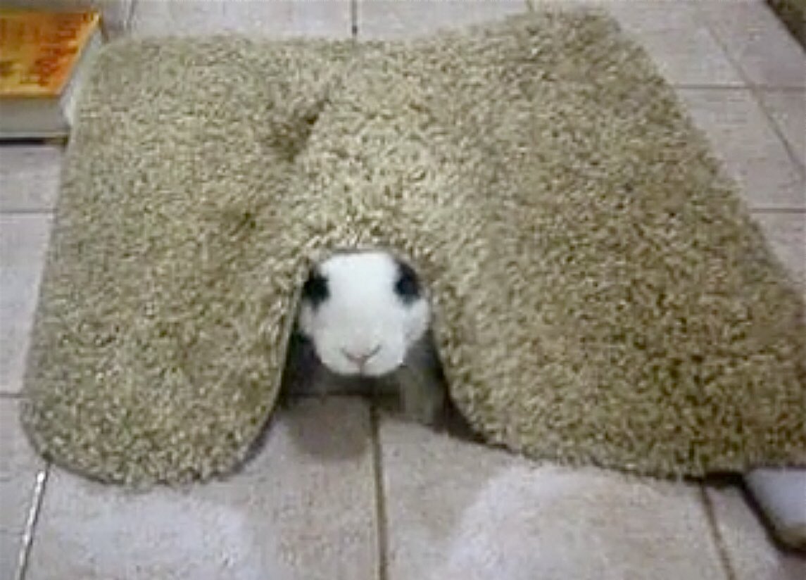 BinkyBunny.com tweet media