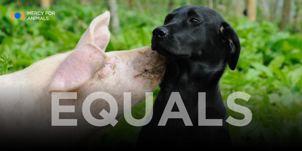 Love and kindness should never depend on species.