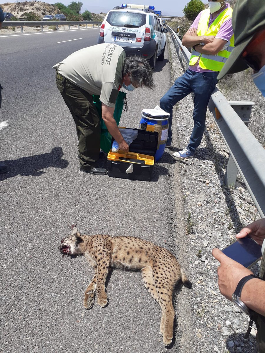 Lince ibérico atropellado hoy en la autovía A-7 en Pita (Almería), cerca del Parque Natural de Cabo de Gata. Aumenta la población y la dispersión de ejemplares en busca de nuevos territorios, a veces con estas lamentables consecuencias. Es urgente crear corredores naturales.