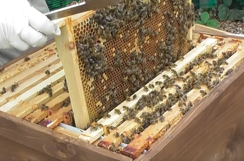 suewatling's tweet image. Last w/e saw lots of eggs, larvae and capped brood, this w/e no eggs or larvae😢so taken a frame with eggs from the brown girls and gifted it to the pink.
11 weeks in.
Baptism by fire is an understatement and now Winter is coming!   
#steeplearningcurve #beekeeping #bees @BkaBev