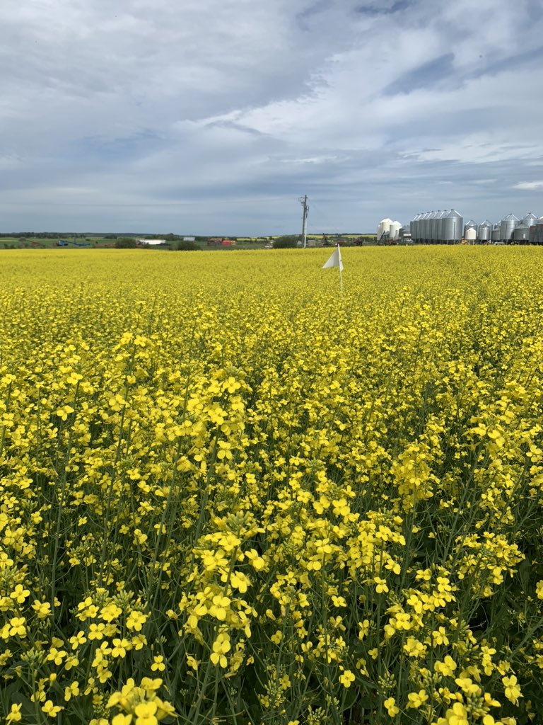 Looking a bit soggy around the edges but these crops have the “perfect storm” for Sclerotinia conditions. <a href="/CargillAgCanada/">CargillAgCanada</a> #cargillfieldtests