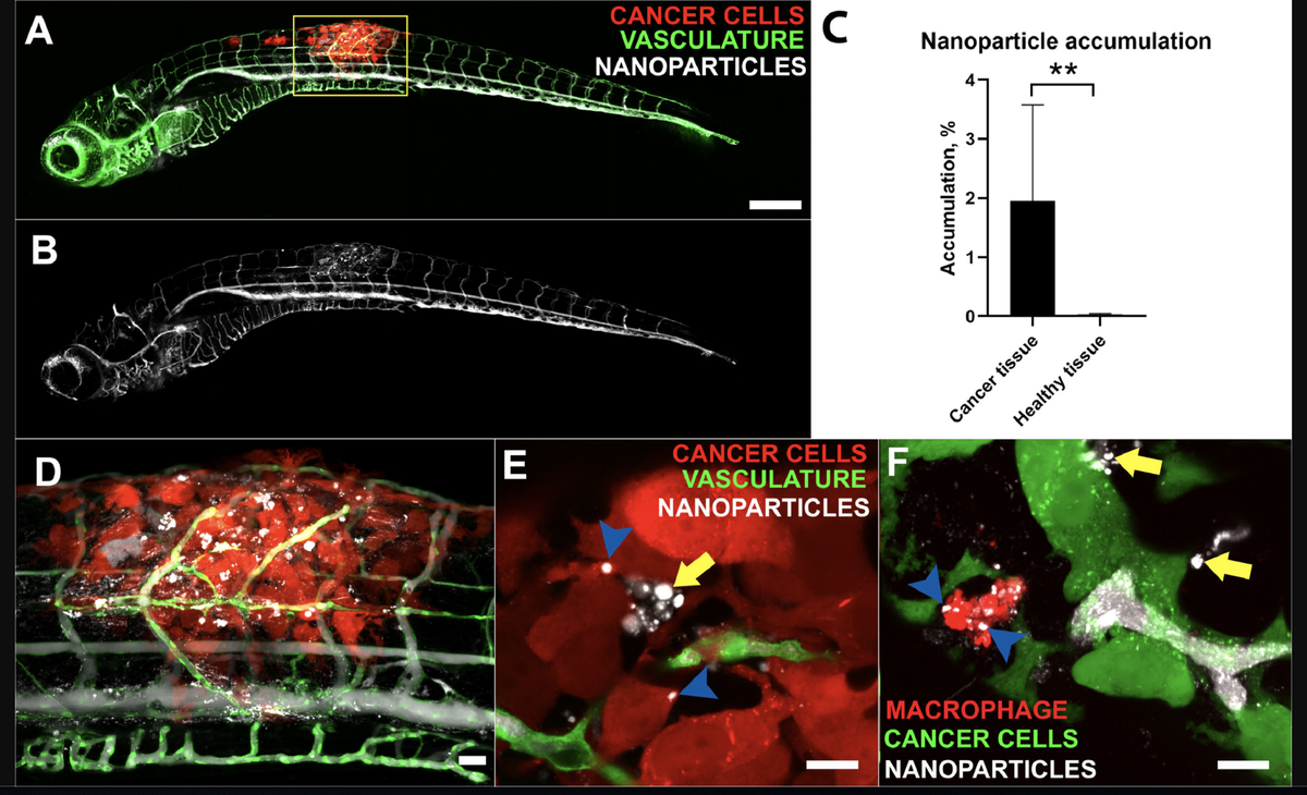 EdoardoScarpa's tweet photo. Tired of using the classical models to test #nanoparticles? Have a look at this game changer, #zebrafish is the new alternative!
The results of a great collaboration are finally out on @EBioMedicine! Great Job @AKocere and Fede Fenaroli.
https://t.co/NcW15KmROA https://t.co/goKDF24Tml