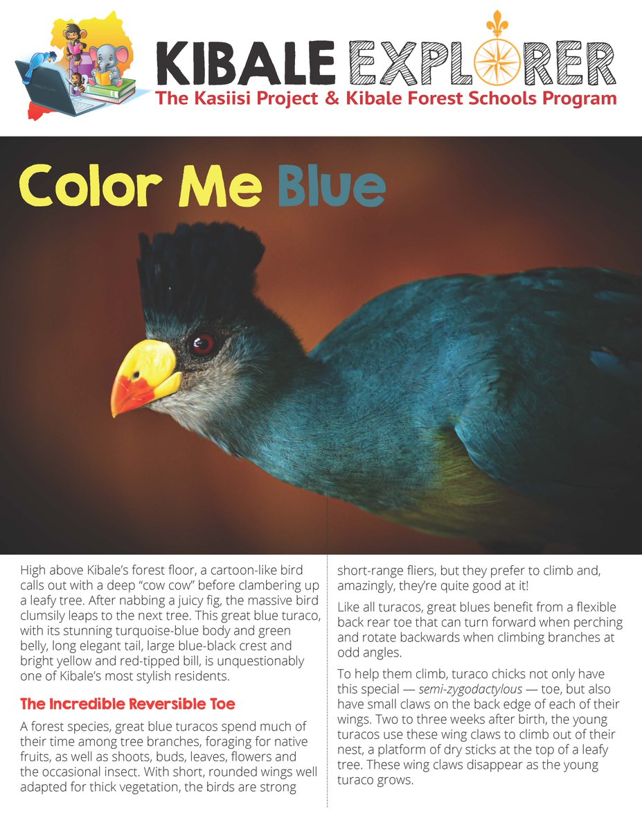KFSP_Uganda's tweet photo. One of Kibale's most stylish inhabitants clambers its way into this edition of our Kibale Explorer series. Learn what makes the great blue turaco so colorful and why its green feathers are so unique! To download, visit our portal at: https://t.co/ZdhdcHf1bS https://t.co/NwJIS2PNiT
