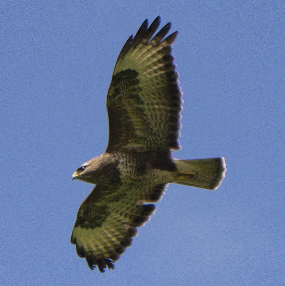 LiquidSun15's tweet photo. Buzzard earlier 🌞 https://t.co/KfsvM730vL