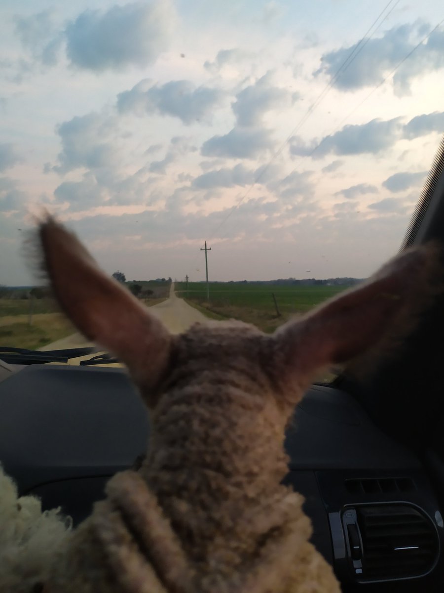 DietrichFM's tweet photo. Orejas🐰
Cordero o liebre? 🤣🐑
Llevando de a poco la majada para casa. Atención personalizada por mi hermana.
#uberRural #ovinos #cordero #enauto #orejas #uruguay https://t.co/cVd62aYReZ