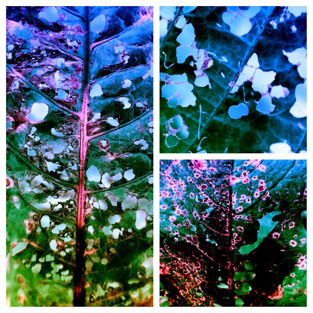 LauraDentArt's tweet photo. Today's drizzly texture walk needed an injection of colour and so did I! The veins and patterns in the leaves remind me of bonsai trees and cherry blossom #texturehuntergatherer #leaves #closeupnature #NaturePhotography #refocus #leafy #patternsinnature #colour #colourinjection https://t.co/KIhHC2SDx4