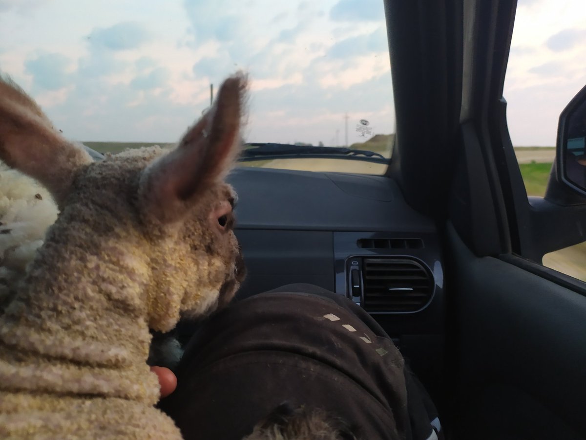 DietrichFM's tweet photo. Orejas🐰
Cordero o liebre? 🤣🐑
Llevando de a poco la majada para casa. Atención personalizada por mi hermana.
#uberRural #ovinos #cordero #enauto #orejas #uruguay https://t.co/cVd62aYReZ