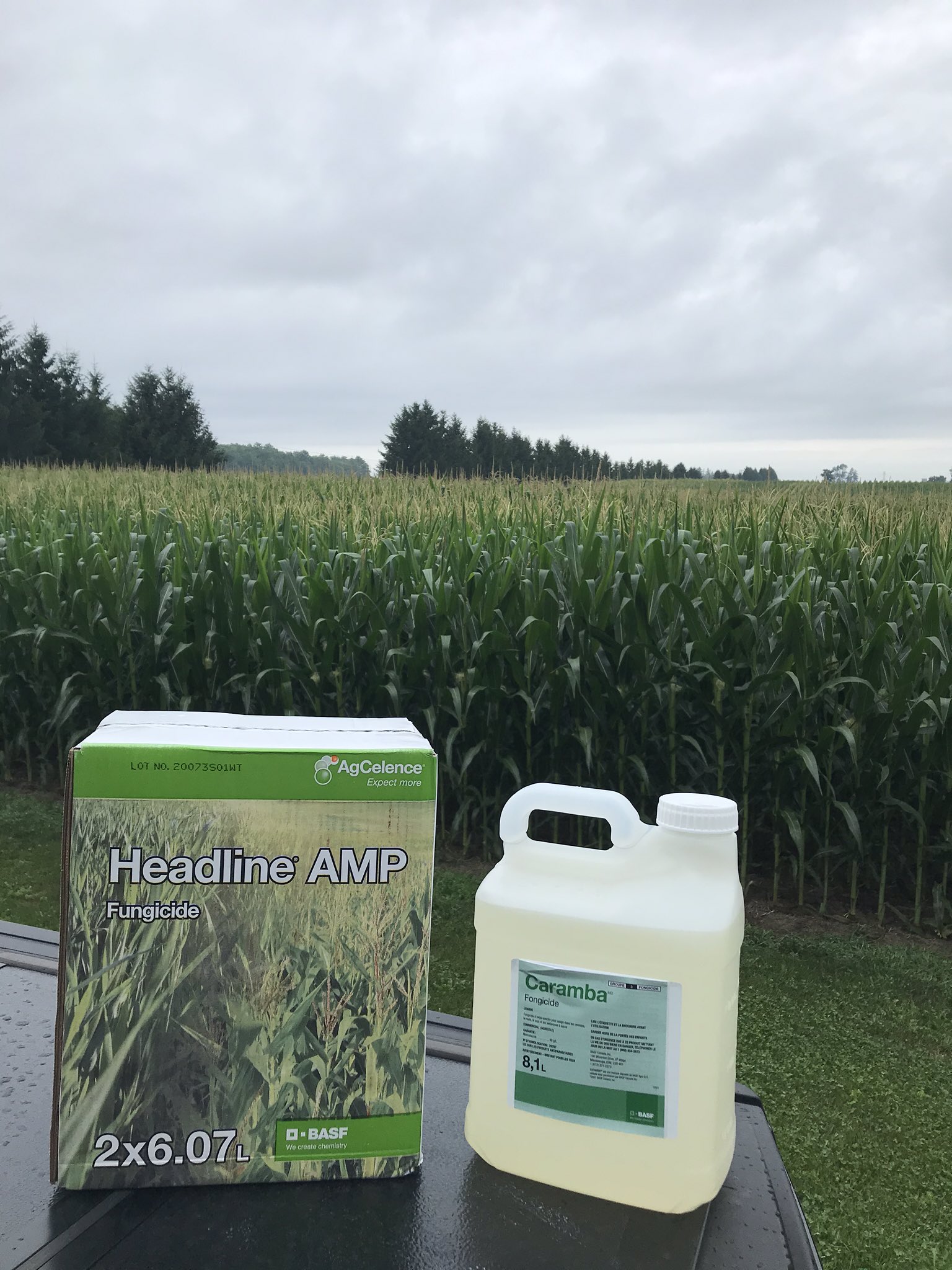 Ken Currah, CCA-On on X: Tassels out, pollen shedding, and silks  availableoptimum application timing window is open for Headline Amp plus  Caramba, the proven corn fungicide solution for foliar disease and ear