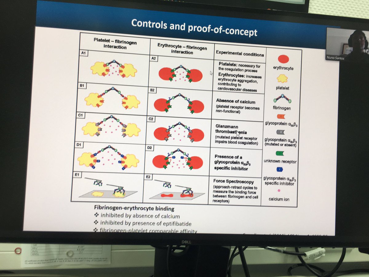 MehdiRavandeh's tweet photo. Thanks @SingleMolecules and Nuno Santos for the great talks and amazing practical training at the last day of BioAFM summer school #AFMBioMed2020. Many thanks to organizers @felix_rico @FM4B_Lab. Hope to see you at the next summer school! https://t.co/sWkYQXux7D