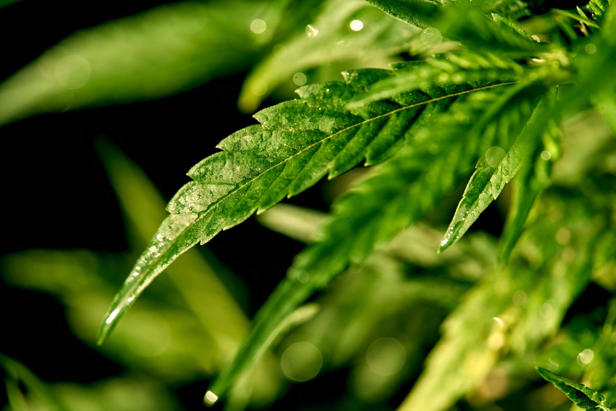 Kentucky grown hemp.

#hemp #hempcrop #agriculture #hempfield #hempplants #kentucky #farming #farmers #plants #innovation