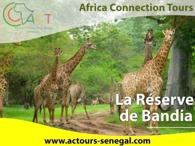 Actours_Senegal's tweet photo. Le parc de Bandia est l'une des principales réserves de gibier du Sénégal.
👉🏾 https://t.co/3mPPheVY4X
👉🏾https://t.co/EPcef3540m
👉🏾📞: 33 849 52 00 / binetabaact@orange.sn
#Kebetu #AfricaConnectionTours #Tourisme #BandiaRéserve #Sénégal #Découvertes #Voyages https://t.co/VbJUOzmZbX