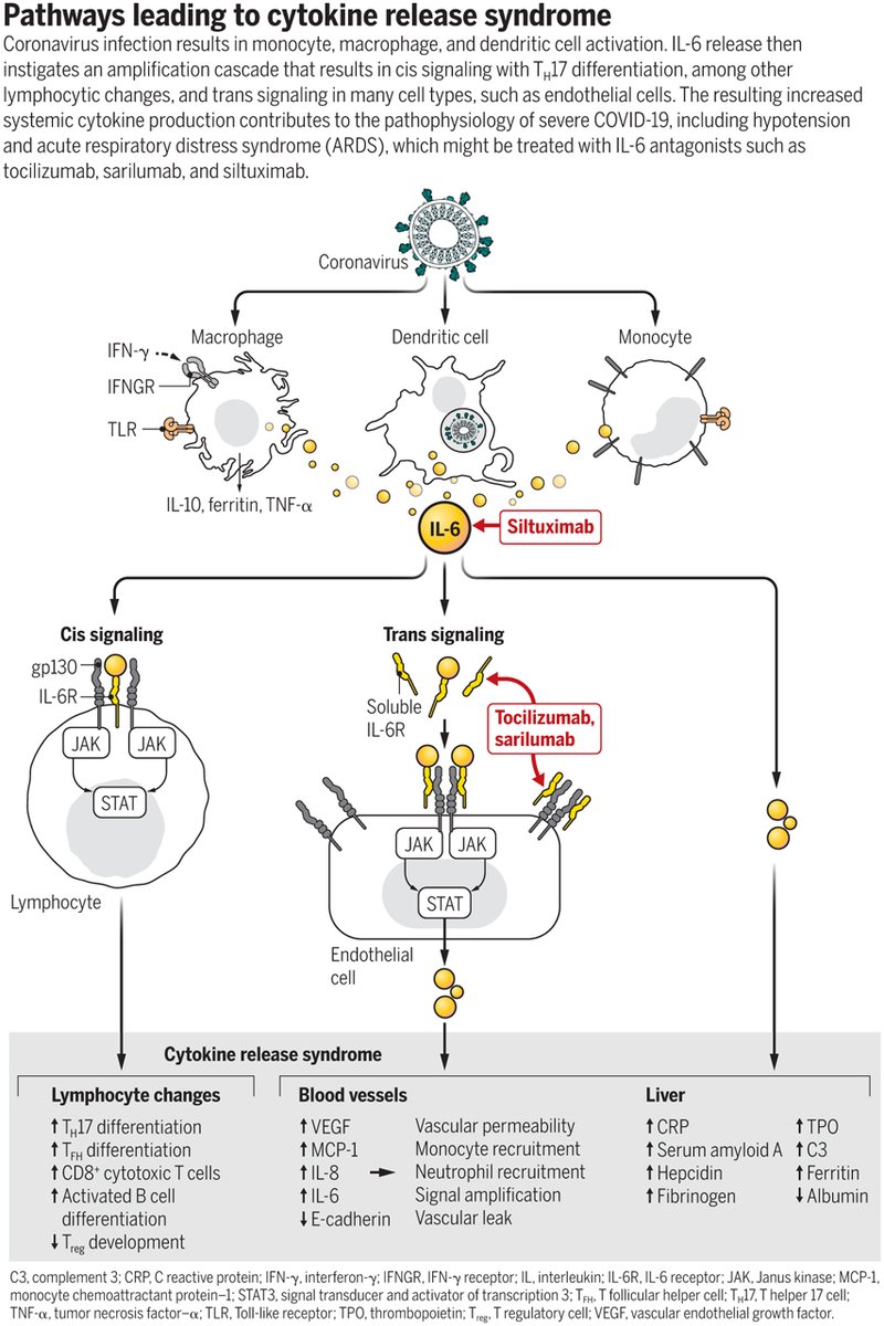 emanuelvila's tweet photo. Hola @gabyrabi, hace poco con @norabar (Excelente nota!!) estuviste hablando de #interleuquina6 #IL_6 y en este articulo de @ScienceMagazine sale un estudio relacionandola con el #SARSCoV2 https://t.co/ekSCibQy5t https://t.co/zSxqERgTqL