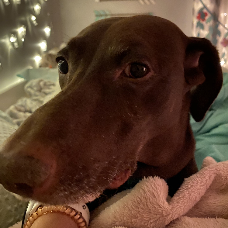 dogscanner_app's tweet photo. "Avery is shaking rn bc there is a thunderstorm☹️ it makes me so sad" - ✨🌻AverytheGSP🌻✨

Apparently many dogs are afraid of thunderstorms 🌧️⚡ The best thing we can do is to make sure they feel comfortable and safe with us. 

What is your dog scared of? 

#DogOfTheDay https://t.co/CPLMxHy3wu