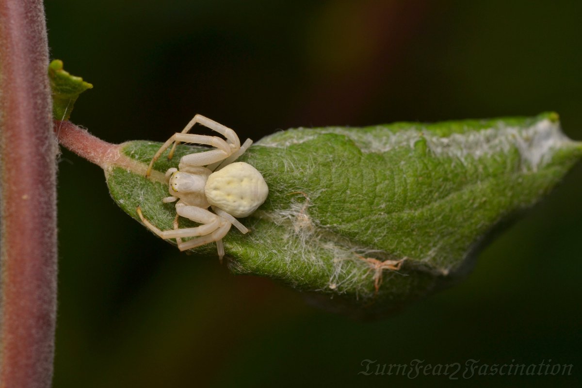 Balancing pond - 10/7/20I was eager to get to the pond this morning to check on Nefertiti and Ghost. I took a few photographs before carefully studying the leaf purses for any sign of spiderlings emerging. I checked Ghost first and there was nothing out of the ordinary. #Thread