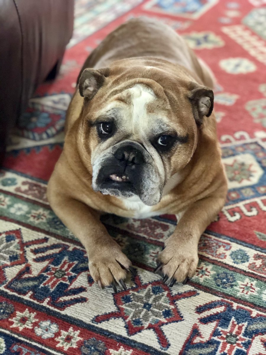 HadleyBulldog's tweet photo. Wut are yoo lookin at? https://t.co/o4dEO99OKN
