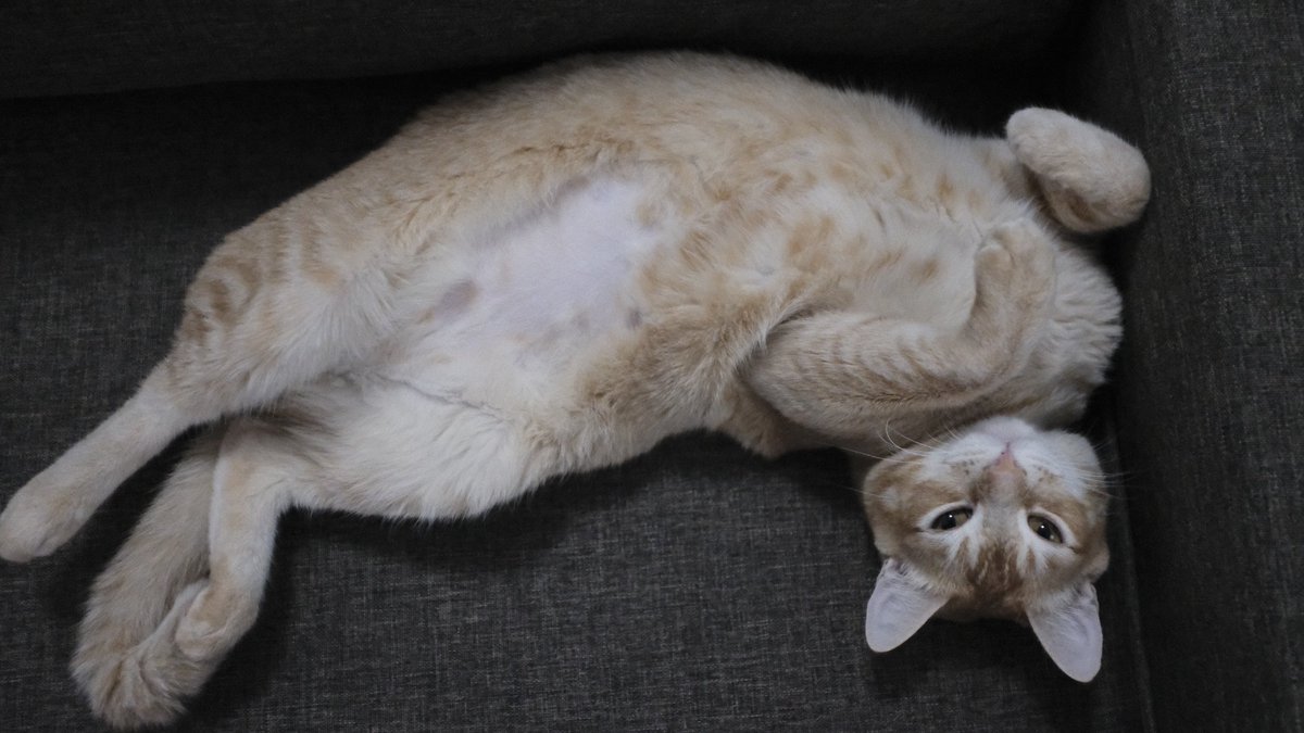 a_gataria's tweet photo. Seu gato perde muito pelo? Cuidado, isso pode ser sinal de alguma doença. O texto de hoje é sobre queda de pelos em gatos.

Leia mais em: https://t.co/FryByaoq7D

#pelodegato #quedadepeloemgato #quedadepelodegatos #CatsOfTwitter #CuteCats #Cat #CatsAreCute https://t.co/4FR25bPeFk