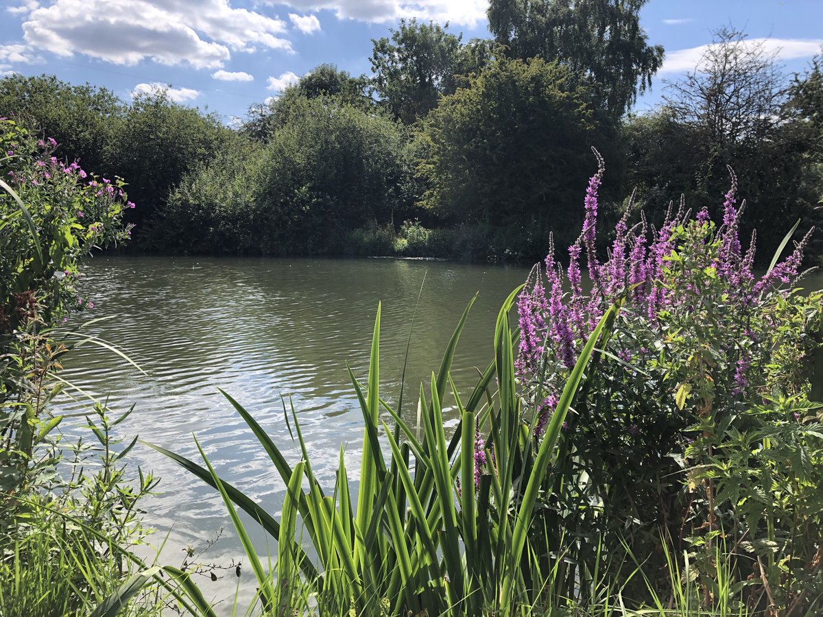 Down by Weirs Mill Stream #IffleyMeadows