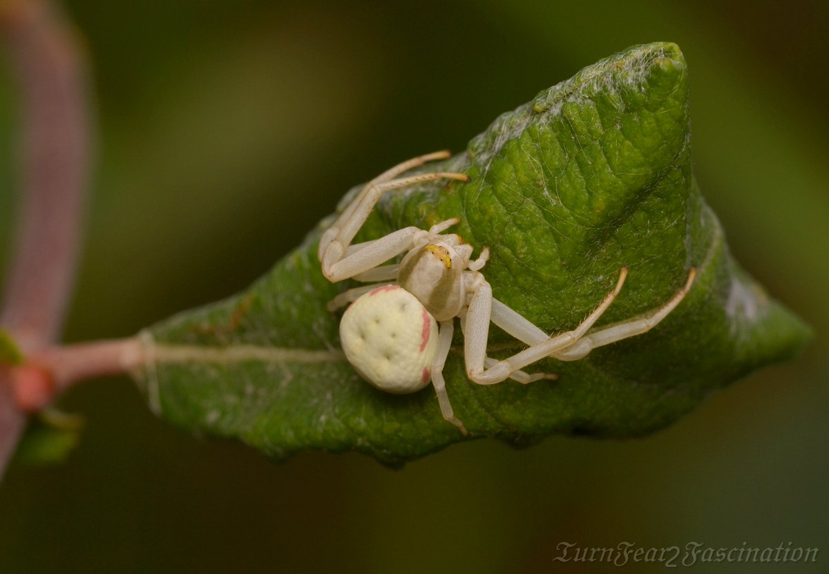 Then it was the turn of Nefertiti. I should point out that on 7/7/20 I had noticed a tear on Nefertiti's leaf purse which she had sewn up with silk and at the time I didn't think too much about it. It was whilst checking the leaf today that it again came to my attention.