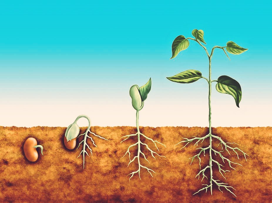 Big things are in store for PIE this year! Our theme and focus for 20-21 is #WatchUsGrow! #PIEProud #SDIRCstrongertogether #SDIRCReignite