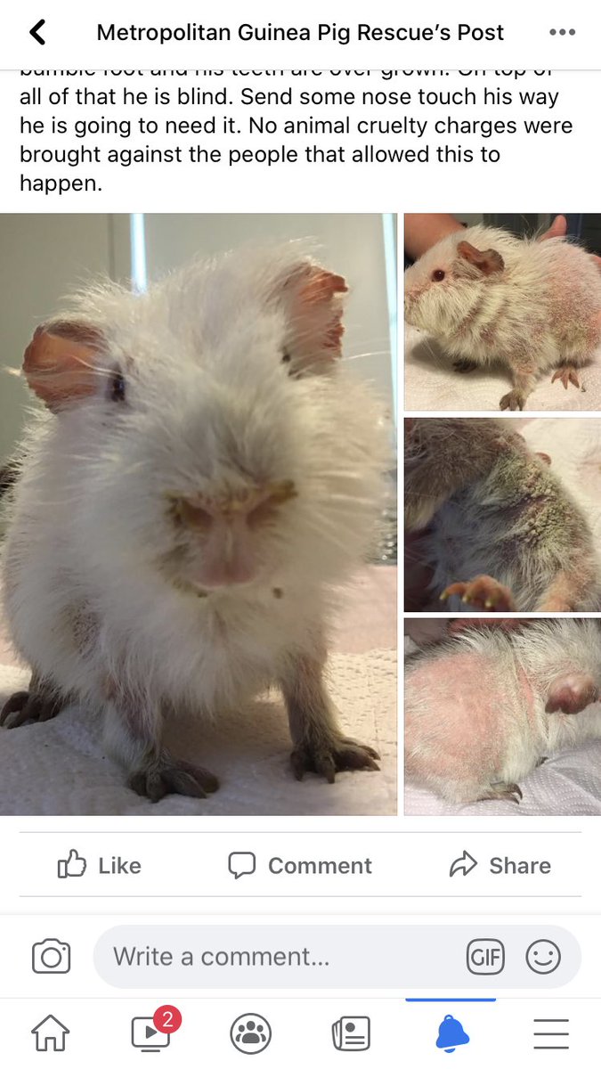 CentralPig's tweet photo. I try really hard to not post sad stuff. Cause i get tired of seeing it and have muted/unfollowed a lot cause I can’t donate to everything. Maybe I’ll try to do one once every few months. 
Little thing is in poor shape. As we know every little bit helps. 

@MetroGPR https://t.co/UGdaf2zbaZ
