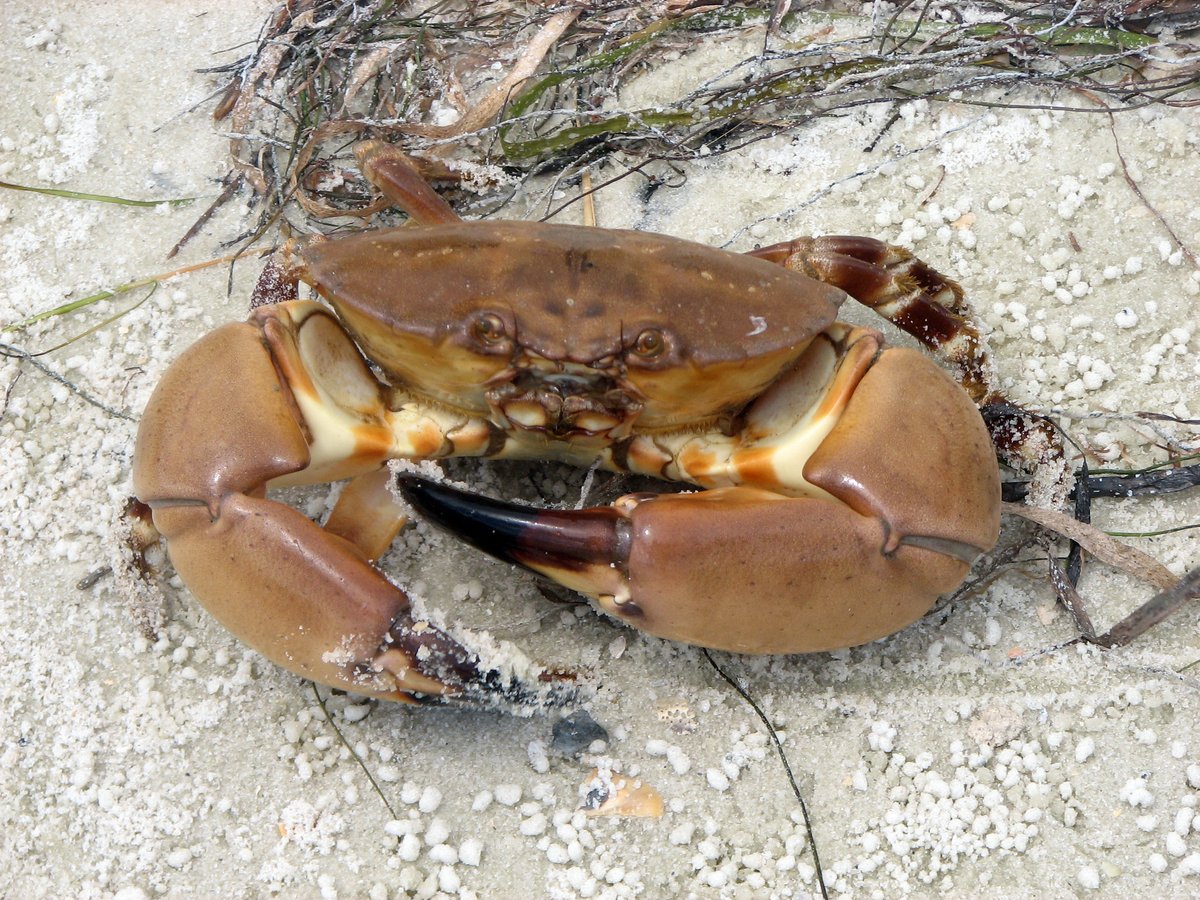 MyFWC's tweet photo. Changes made to stone crab regulations: https://t.co/YeOEMGfyq7 #Florida #fishing #FWC2020 https://t.co/9OlYgMJDcj