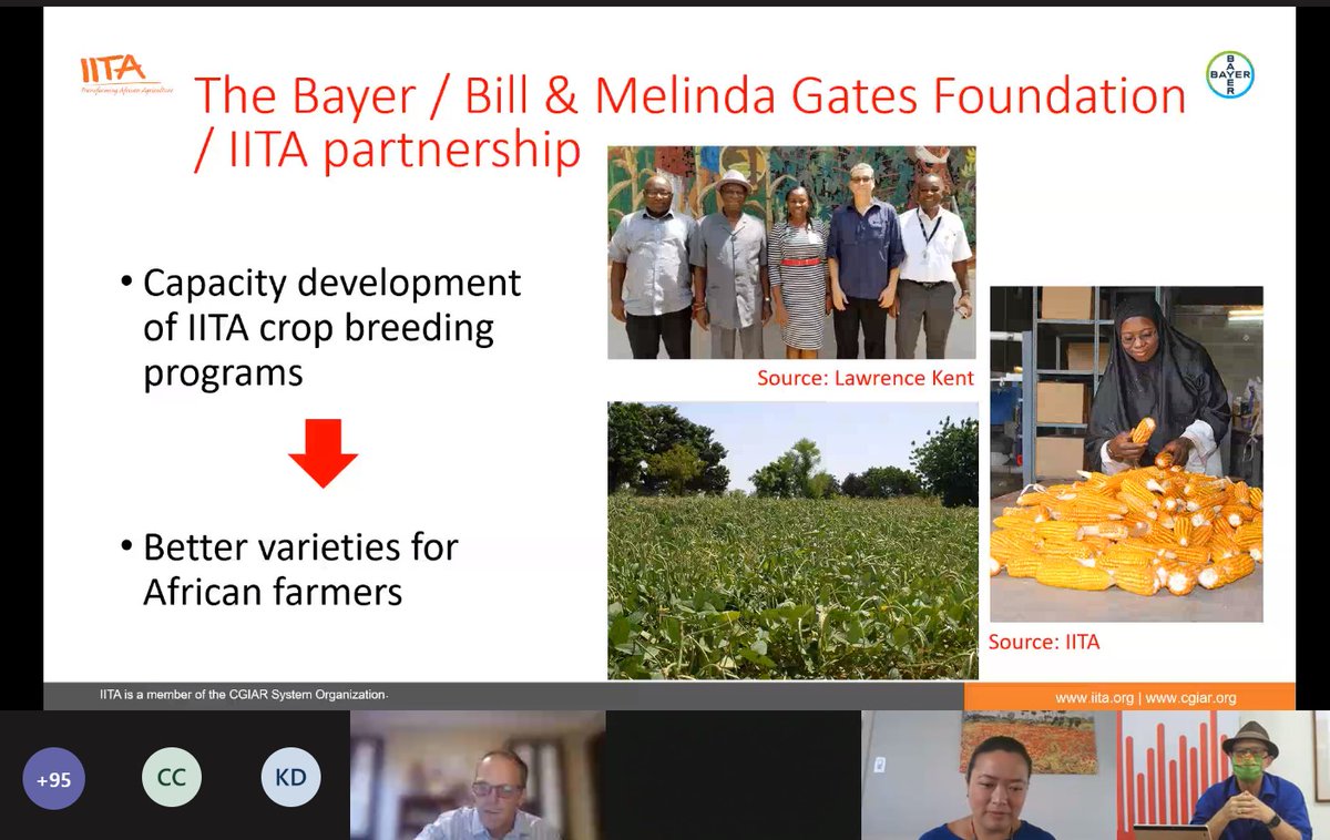 RadioIITA's tweet photo. "Farmers in Africa are aging prematurely as a result of the kind of farming they're involved in, but this project will help to transform agriculture in Africa with better technologies"-@IITA_CGIAR @KentonDashiell
#ModernBreeding #GeneticPotential #iita_bayercowpea https://t.co/XX26U5Re5R