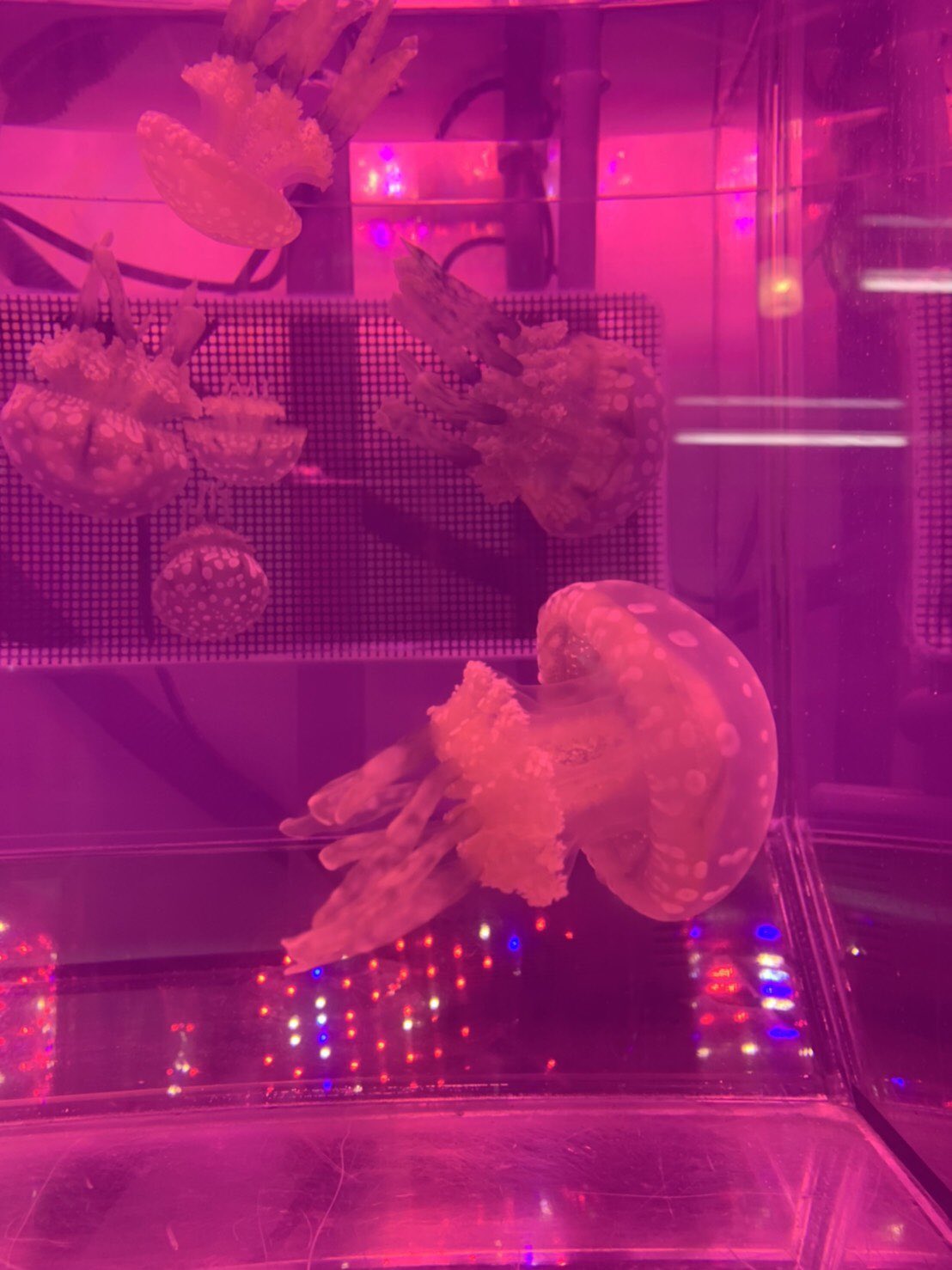 サンシャイン水族館 クラゲにピンク色のライト ムーディーだからではないんです このライトは光合成に適したライト 光合成にはピンクの波長が良いそうです タコクラゲには褐虫藻が共生しています タコクラゲは褐虫藻が光合成で得た栄養の一部を