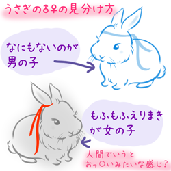 Mさんのツイート うさぎ飼いなので簡単にですが の見分け方を図解してみた 魔道祖師の公式グッズ W