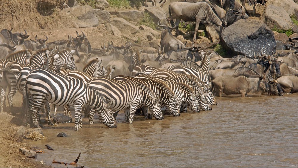 KiboSlopes's tweet photo. Our vehicles and experienced driver/guides are waiting for you at #MaasaiMara. We have a wide range of hotels to choose from, Nbi pick/drop off supplement is  available at affordable rate. Don't be left out; book your migration safari now. #twendemara, #Tembea254, #Magicalkenya https://t.co/3rHqY8PdWC