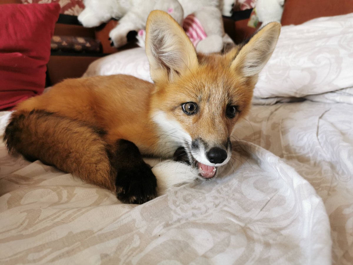 FunnyFoxyPride's tweet photo. WOW! I HAVE A TAIL 😆 
#FoxieFox #FunnyFoxyPride #Ilovefoxes https://t.co/ZaAW6GZfG2