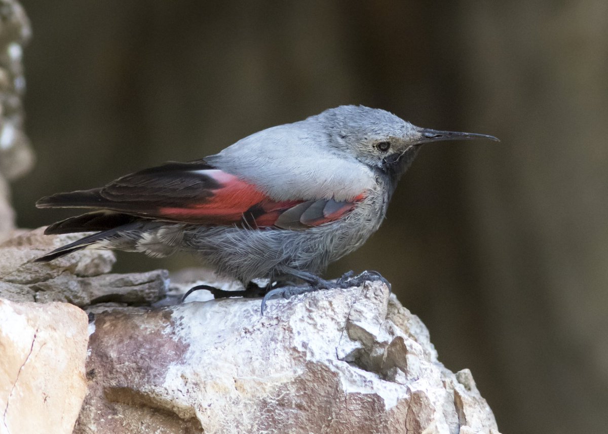 Seán Ronayne tweet media