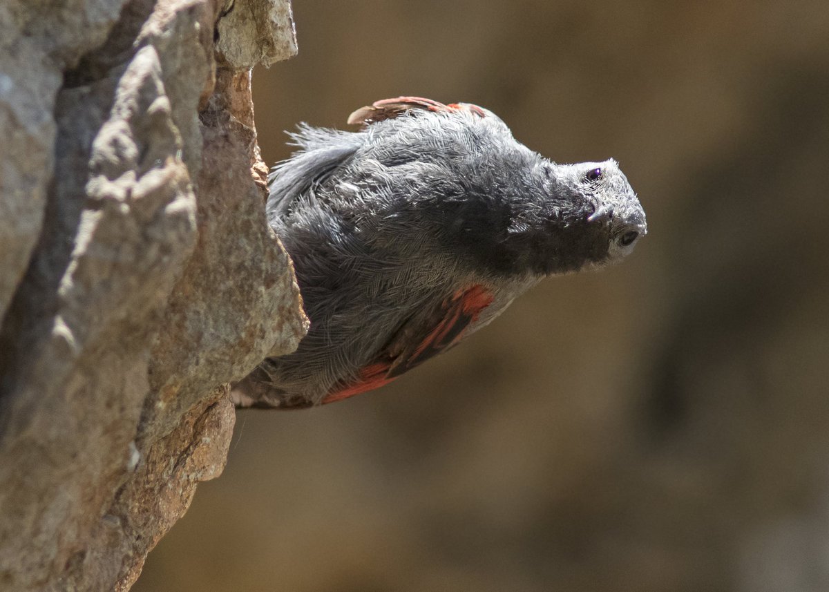 Seán Ronayne tweet media