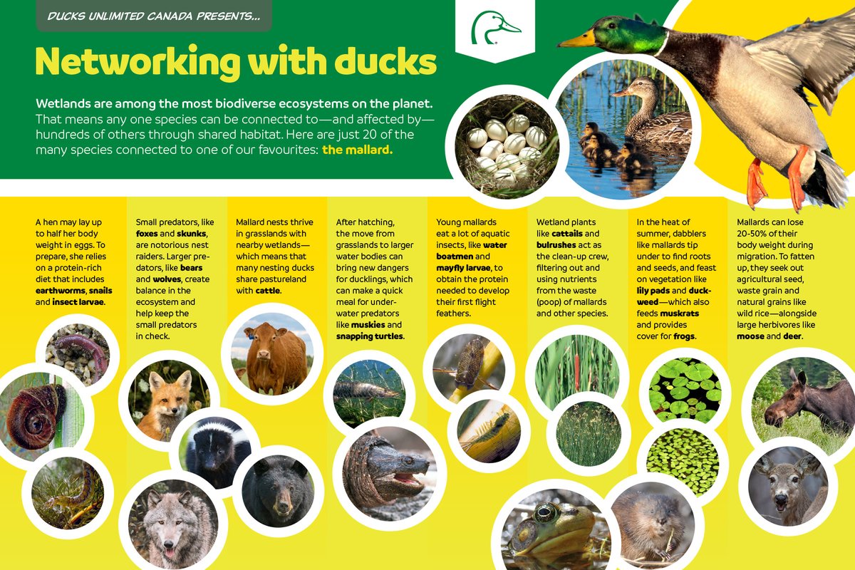 ducanada's tweet photo. Wetlands are 2nd only to rainforests in the level of biodiversity they contain! Any one species can be connected to 100s of others, including us. Here are 20 of the many species connected to North America's most common duck, the mallard. 
#biodiversity #mallard #ecosystems https://t.co/iyPx9pQU3Z